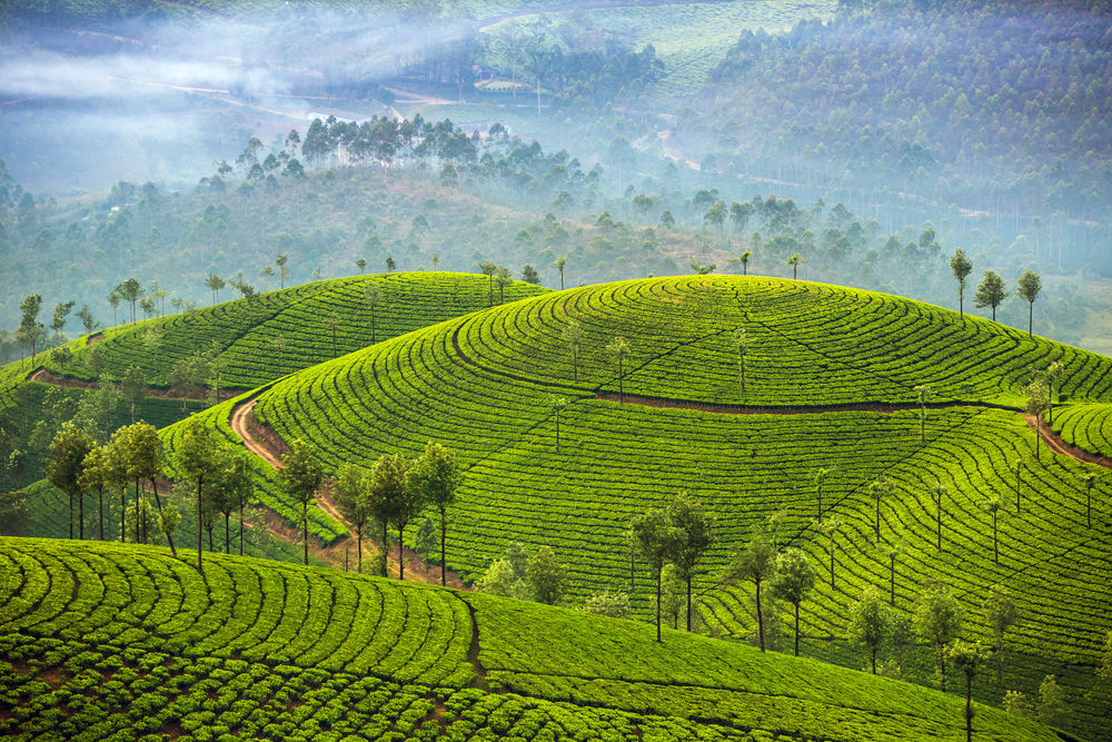 munnar-tea