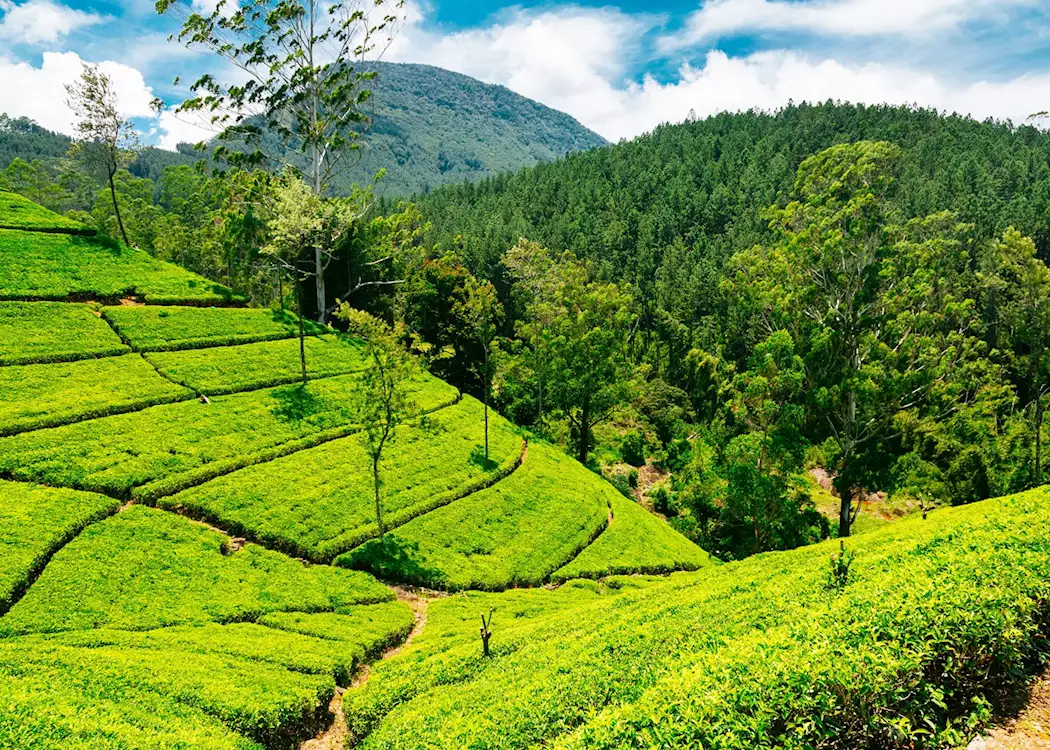 munnar_teagarden